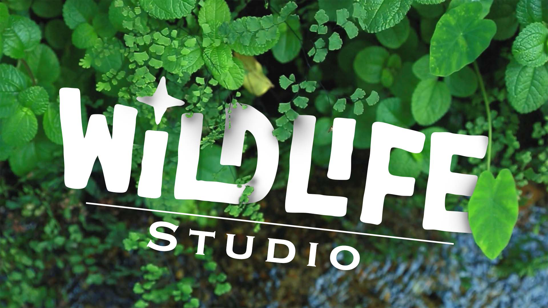 Wild Life Studio